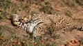 Jaguar (Panthera Onca), Panther in Wilderness, Nature, Close-up HD Footage