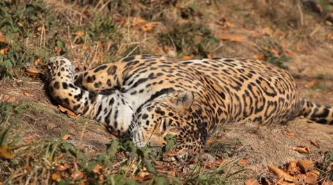 Jaguar (Panthera Onca), Panther in Wilderness, Nature, Close-up Stock Footage