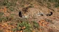 Jaguar (Panthera Onca), Panther in Wilderness, Nature, Close-up HD Footage