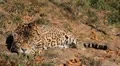 Jaguar (Panthera Onca), Panther in Wilderness, Nature, Close-up HD Footage