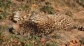 Jaguar (Panthera Onca), Panther in Wilderness, Nature, Close-up HD Footage