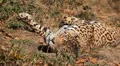 Jaguar (Panthera Onca), Panther in Wilderness, Nature, Close-up HD Footage