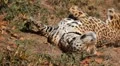 Jaguar (Panthera Onca), Panther in Wilderness, Nature, Close-up HD Footage