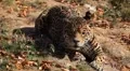 Jaguar (Panthera Onca), Panther in Wilderness, Nature, Close-up HD Footage