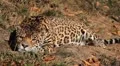Jaguar (Panthera Onca), Panther in Wilderness, Nature, Close-up HD Footage