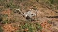 Jaguar (Panthera Onca), Panther in Wilderness, Nature, Close-up HD Footage