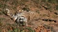 Jaguar (Panthera Onca), Panther in Wilderness, Nature, Close-up HD Footage