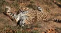 Jaguar (Panthera Onca), Panther in Wilderness, Nature, Close-up HD Footage