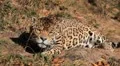 Jaguar (Panthera Onca), Panther in Wilderness, Nature, Close-up HD Footage