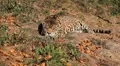 Jaguar (Panthera Onca), Panther in Wilderness, Nature, Close-up HD Footage