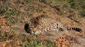 Jaguar (Panthera Onca), Panther in Wilderness, Nature, Close-up HD Footage
