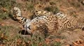 Jaguar (Panthera Onca), Panther in Wilderness, Nature, Close-up HD Footage