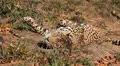 Jaguar (Panthera Onca), Panther in Wilderness, Nature, Close-up HD Footage