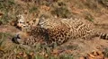 Jaguar (Panthera Onca), Panther in Wilderness, Nature, Close-up HD Footage