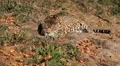 Jaguar (Panthera Onca), Panther in Wilderness, Nature, Close-up HD Footage