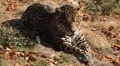 Jaguar (Panthera Onca), Panther in Wilderness, Nature, Close-up HD Footage