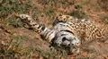 Jaguar (Panthera Onca), Panther in Wilderness, Nature, Close-up HD Footage
