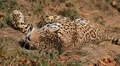 Jaguar (Panthera Onca), Panther in Wilderness, Nature, Close-up HD Footage