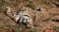 Jaguar (Panthera Onca), Panther in Wilderness, Nature, Close-up HD Footage