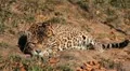 Jaguar (Panthera Onca), Panther in Wilderness, Nature, Close-up HD Footage