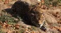 Jaguar (Panthera Onca), Panther in Wilderness, Nature, Close-up HD Footage