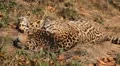Jaguar (Panthera Onca), Panther in Wilderness, Nature, Close-up HD Footage
