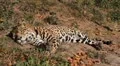 Jaguar (Panthera Onca), Panther in Wilderness, Nature, Close-up HD Footage