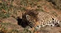 Jaguar (Panthera Onca), Panther in Wilderness, Nature, Close-up HD Footage