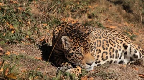 Jaguar (Panthera Onca), Panther in Wilderness, Nature, Close-up Stock Footage