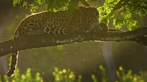 Jaguar Panthera onca resting on tree branch in backlit jungle canopy, tail hangi Stock Footage 341772245