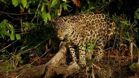 Jaguar Panthera onca standing on fallen log in dense green jungle vegetation, ro Stock Footage 341526308