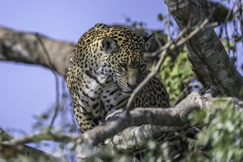 Jaguar peering down while hunting from a tall tree. Stock Photos