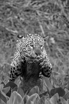 Jaguar perched on a fallen tree trunk Stock Photos