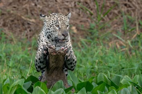 Jaguar perched on a fallen tree trunk Stock Photos