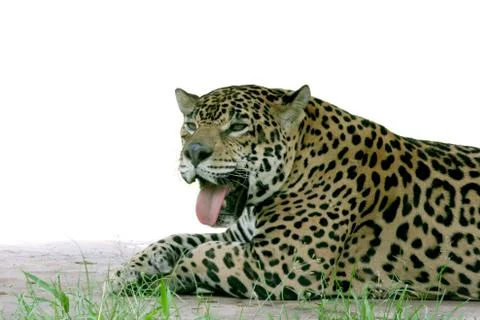 Jaguar Stock Photos