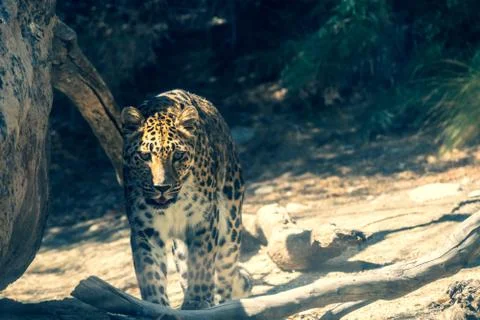 Jaguar  Foto stock