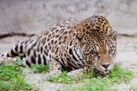Jaguar Stock Photos