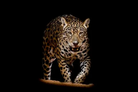 Jaguar portrait Stock Photos