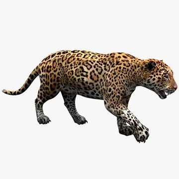 3D Model: Jaguar Pose 1 ~ Buy Now #89228493 | Pond5