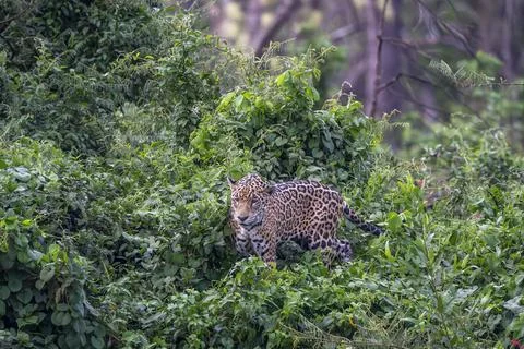 Jaguar posing in the Jungle Stock Photos