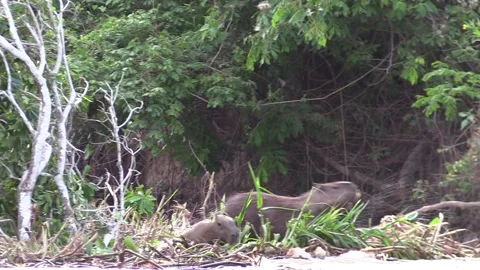 Jaguar Predator Attacking Lunging at Capybara Prey Bark Alarm Call Miss Escape Stock Footage 133284130
