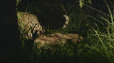 Jaguar with prey Видео 25528845