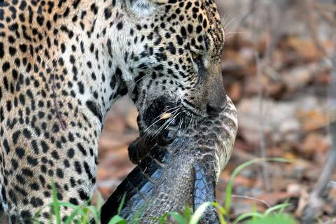 Jaguar with prey. The jaguar holds a caiman in its mouth. Panthera onca. Natu Stock Photos