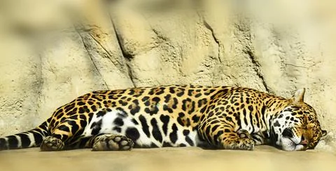 The jaguar put its spotted side to the sun and sleeps sweetly Stock-Fotos