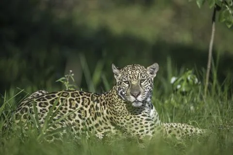 Jaguar in Repose Stock Photos