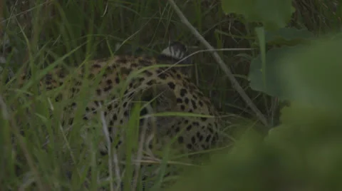 Jaguar resting Видео 25514062