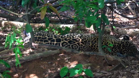 Jaguar Resting in Forest Shade Panthera onca in Pantanal, Brazil Stock Footage 309902854