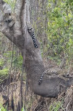 Jaguar resting in fork of tree with cub lying on base Stock Photos