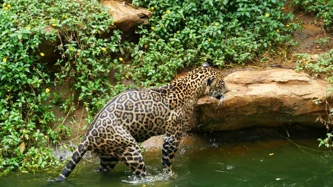 A jaguar resting in the forrest Stock Footage 94562529