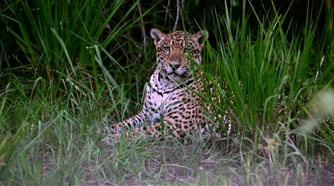 A jaguar resting in long grass Stock Footage 44802464